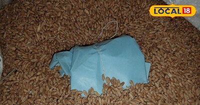 पेपर में लपेटकर गेहूं में रखा गुड़