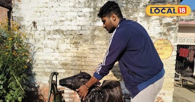 भैंस के बच्चे को स्नान कराता किसान 