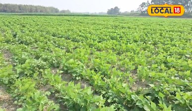 लाखों की सैलरी वाली नौकरी को टक्कर दे रहा ये किसान, इस दाल की खेती से सिर्फ 90 द