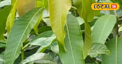 आम के पत्तों का कमाल 