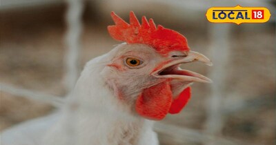 होली में मुर्गे चिकन खाना सेफ या अनसेफ, एक्सपर्ट से जान लीजिए 