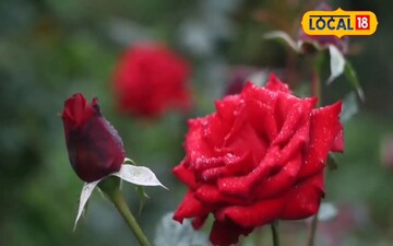 बड़े ही काम के हैं ये देसी तरीके