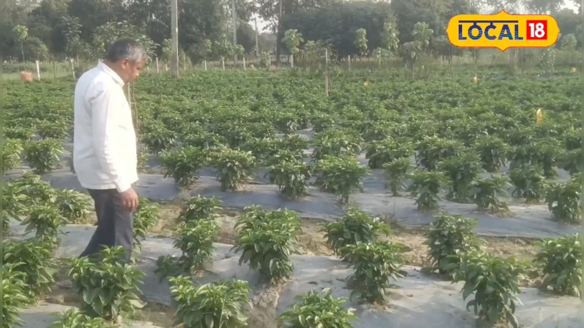 लॉकडाउन में बदली जिंदगी! B.Tech सुधाकर ने टमाटर-शिमला मिर्च की खेती में मचाया धमाल