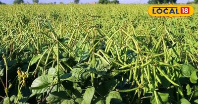 Do not leave the field empty after mustard and lentil, mung crop ready in 60 day