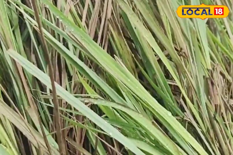 आगे कहा कि पेट दर्द, गैस, अपच, उल्टी और दस्त जैसी समस्याओं में लेमनग्रास बहुत उपयोगी माना जाता है. इसका काढ़ा या चाय पीने से पाचन तंत्र मजबूत होता है. पारंपरिक चिकित्सा पद्धति में इसे पेट को गर्म रखने और भोजन पचाने में मदद करने वाली औषधि माना जाता है.