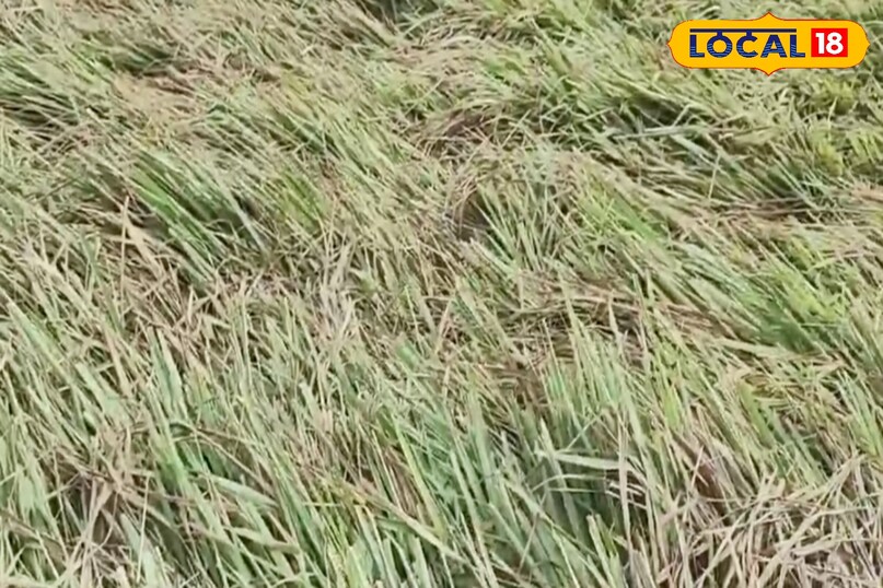 उन्होंने बताया कि लेमनग्रास में सूजन कम करने वाले तत्व पाए जाते हैं. इसका उपयोग जोड़ों के दर्द, गठिया, शरीर की थकान और चोट से होने वाली सूजन में किया जाता है. तेल के रूप में इसका प्रयोग मालिश के लिए भी किया जाता है, जिससे मांसपेशियों को आराम मिलता है और दर्द कम होता है.