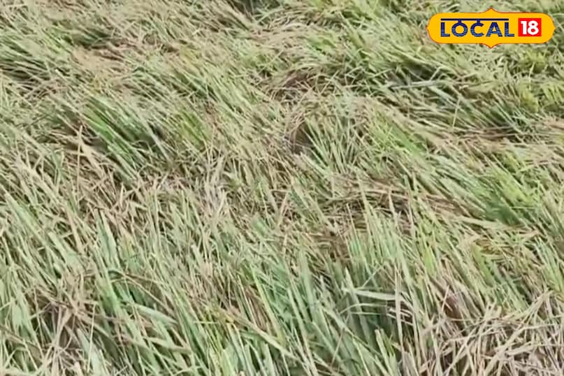 आगे कहा कि लेमनग्रास औषधीय पौधा है, लेकिन इसका उपयोग सीमित मात्रा में करना चाहिए. गर्भवती महिलाओं, छोटे बच्चों और गंभीर रोग से पीड़ित लोगों को इसका सेवन डॉक्टर की सलाह से करना चाहिए. अधिक मात्रा में उपयोग करने से पेट में जलन या एलर्जी हो सकती है. सही तरीके से उपयोग करने पर लेमनग्रास स्वास्थ्य के लिए बहुत लाभकारी सिद्ध होता है.