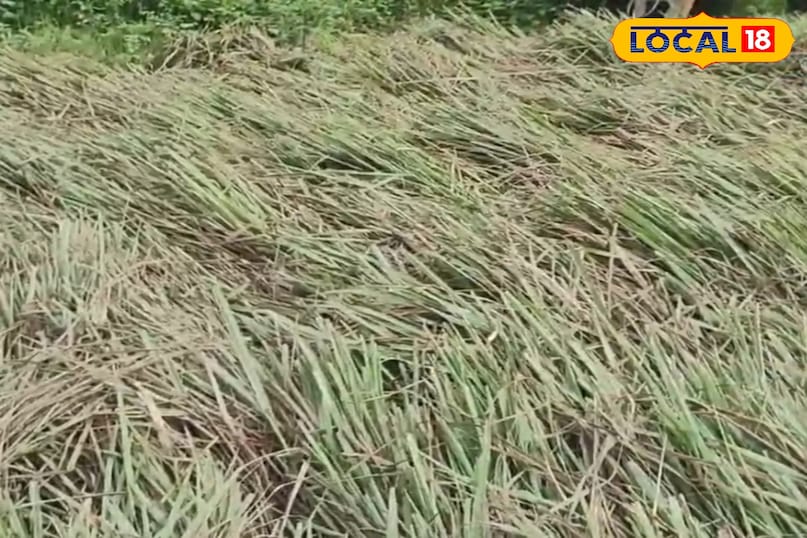 उन्होंने बताया कि लेमनग्रास की तेज सुगंध मच्छर और कीड़ों को दूर रखती है. इसलिए कई लोग इसे घर के आसपास लगाते हैं. इसके तेल का उपयोग अगरबत्ती, स्प्रे और दवा बनाने में भी होता है. यह वातावरण को शुद्ध करने और बदबू दूर करने में मदद करता है.