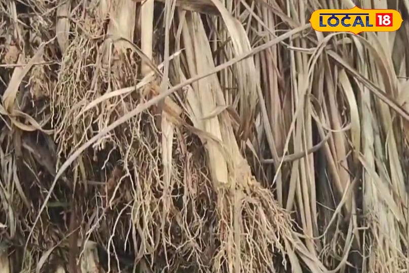 आगे कहा कि लेमनग्रास का उपयोग भाप लेने और काढ़ा बनाने में किया जाता है. सर्दी-जुकाम, बुखार, सिरदर्द और शरीर दर्द में इसका सेवन लाभ देता है. तुलसी, नींबू के पत्ते और पुदीना के साथ उबालकर भाप लेने से शरीर में पसीना आता है और सर्दी-खांसी में राहत मिलती है. यह फेफड़ों को साफ करने में भी मदद करता है. 