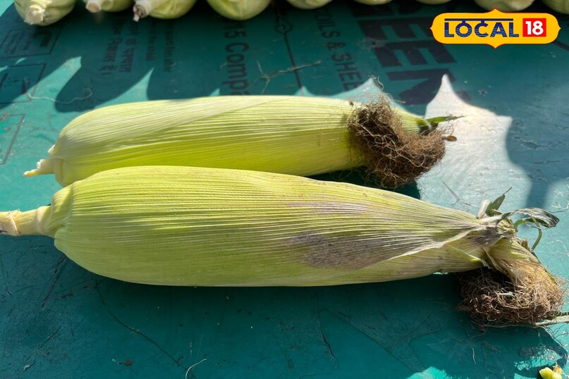 chemical treated corn 