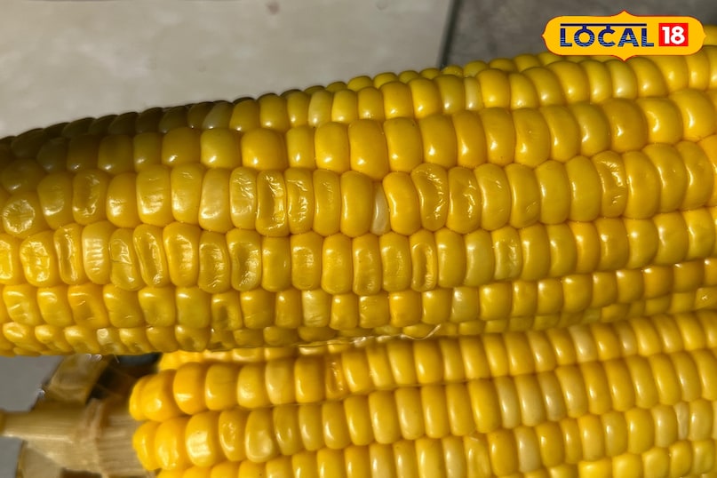 chemical treated corn 
