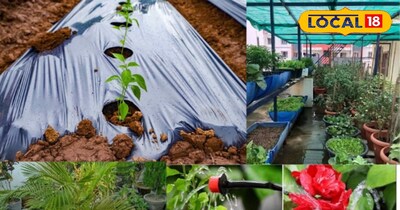 पौधा फोटो 