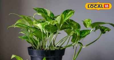 वास्तु के मुताबिक ये सब शुभ पौधे से बदलेगी किस्मत 