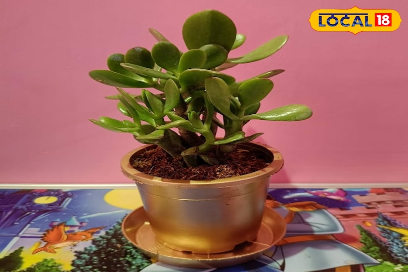 शुभ पौधा शुभ पौधा