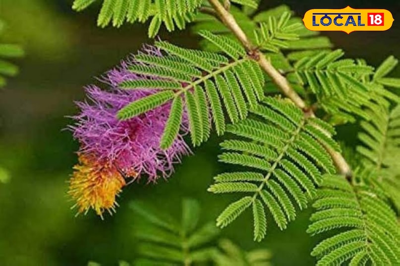 शुभता शुभता