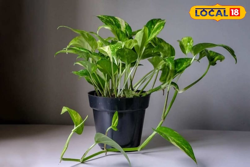 वास्तु वास्तु