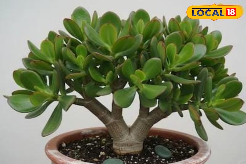 इससे बनेगा काम इससे बनेगा काम