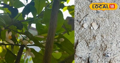 नींबू का पौधा।