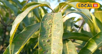 आम के पत्तों पर दिख रही यह बीमारी तो तुरंत हो जाएं सावधान, वरना नही आएगा आम