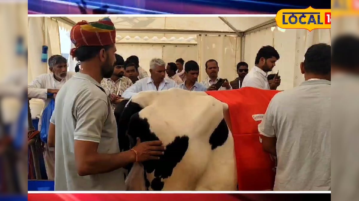 Rangila Kisan Mela 2026: 80 किलो दूध देने वाली 'गोरी' गाय ने जीता दिल, जयपुर मेले में मिली 2.51 लाख की इनामी राशि