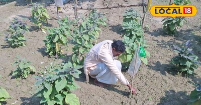 बैगन की खेती में माहिर किसान जगली!