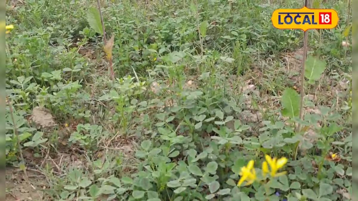 लगा है कोई रोग कीट या फिर फसल में है समस्या तो घर बैठे मिलेगा समाधान यह नंबर आएगा बेहद काम