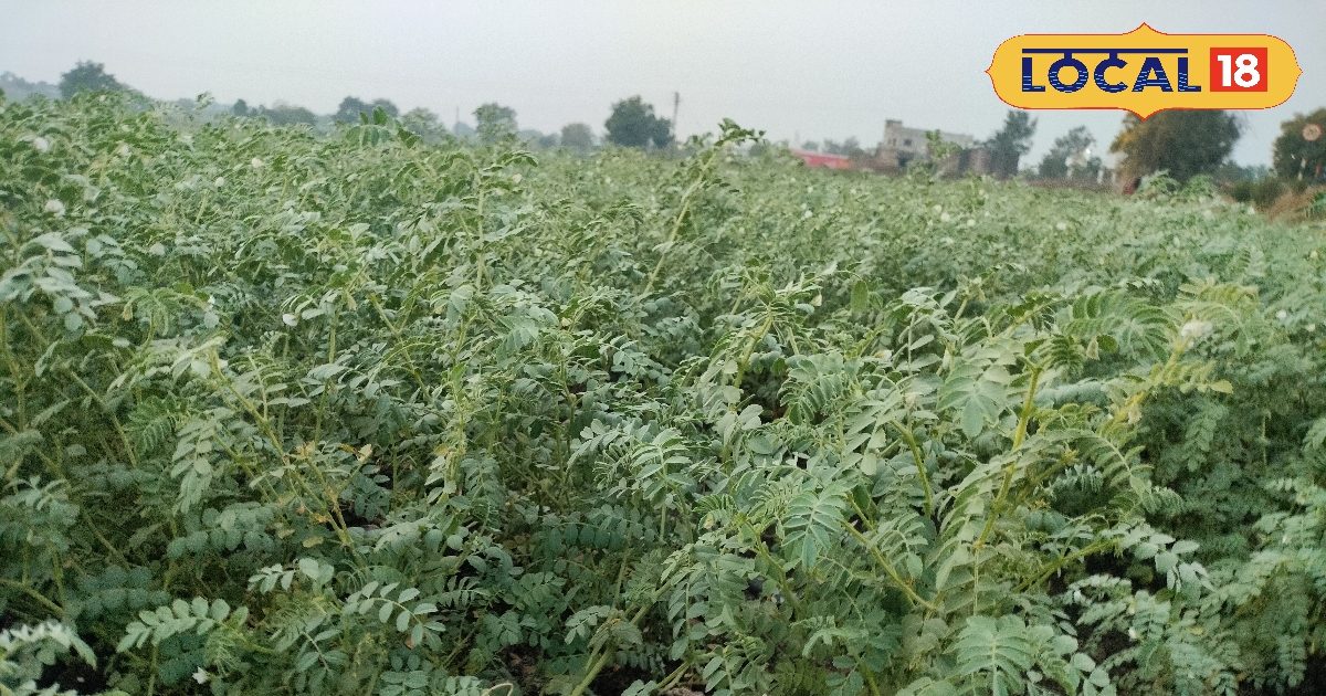 खेत से ही बनेगा ‘गोल्डन सीड’! कटाई से पहले ये काम किया तो अगले साल बीज फ्री