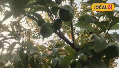 साल में दो बार देता है बनारसी अमरुद फलन 