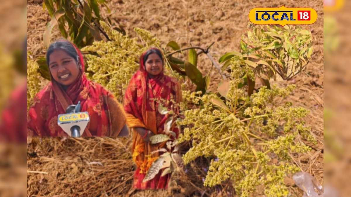 गोबर खाद से उग रहे ‘सोने जैसे आम’! अंबिकापुर की अंजलि का गजब जैविक कमाल, ये है तरीका