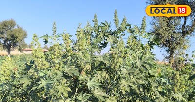 Cultivate castor in barren land, cost zero on fertilizer and water, 2 lakh profi