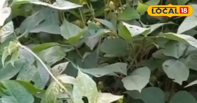 उड़द की खेती कर कमाएं मुनाफा।