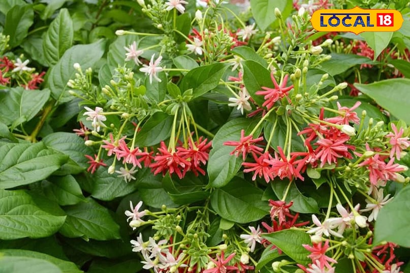 सजावटी पौधे फुल सजावटी पौधे फुल