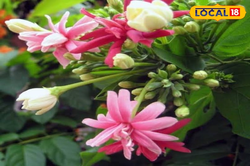 सजावटी सजावटी