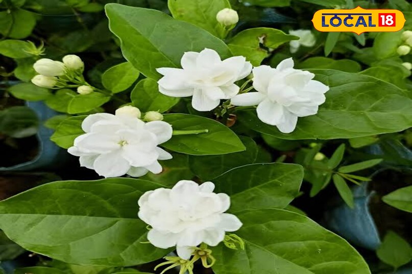 सजावटी सजावटी