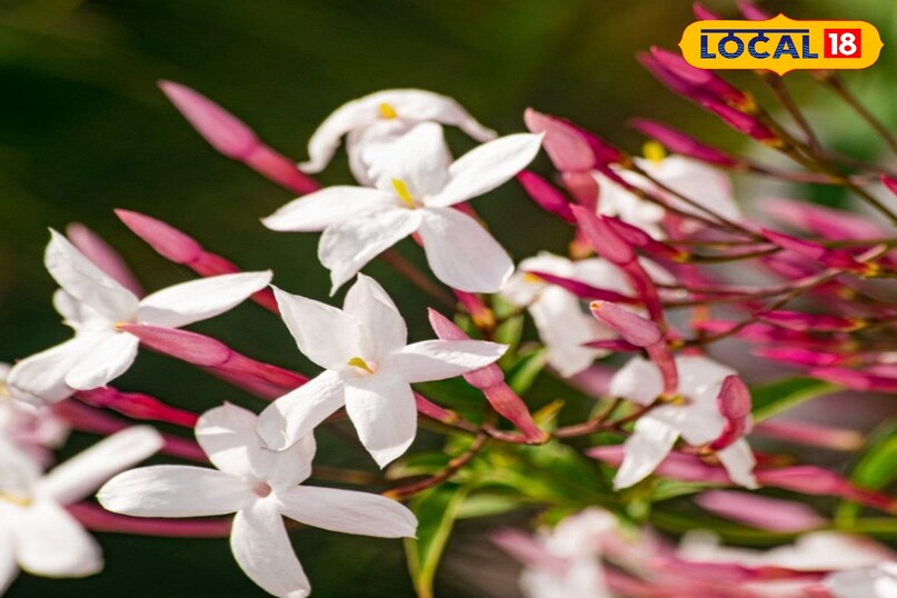 खुशबू खुशबू