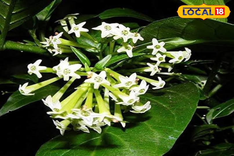 खुशबूदार खुशबूदार