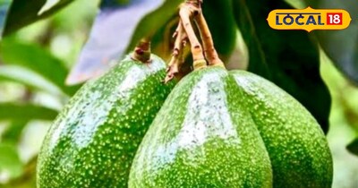 एवोकाडो फल 