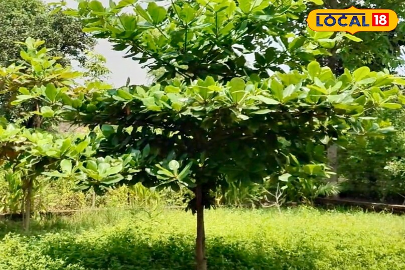 आगे कहा कि एवोकाडो लगाने के लिए कम से कम 12 से 16 इंच का गमला लेना चाहिए, जिसमें नीचे छेद जरूर हो ताकि पानी जमा न हो. मिट्टी में गार्डन मिट्टी, रेत और गोबर खाद या कम्पोस्ट मिलाकर हल्की और भुरभुरी बनाएं. इससे पौधे की जड़ें मजबूत होती हैं और पौधा तेजी से बढ़ता है. भारी मिट्टी में पौधा जल्दी खराब हो सकता है.