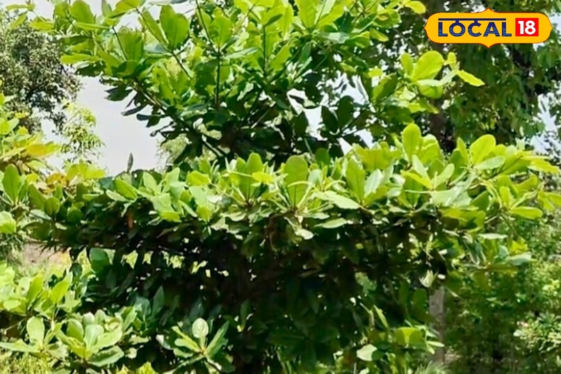 आगे कहा इस पौधे में जरूरत से ज्यादा पानी देना नुकसानदायक होता है. मिट्टी को हमेशा हल्का नम रखें लेकिन गीला नहीं. जब ऊपर की 1 से 2 इंच मिट्टी सूख जाए तभी पानी दें. अधिक पानी देने से जड़ सड़ने की समस्या हो सकती है, जिससे पौधा खराब हो जाता है. 