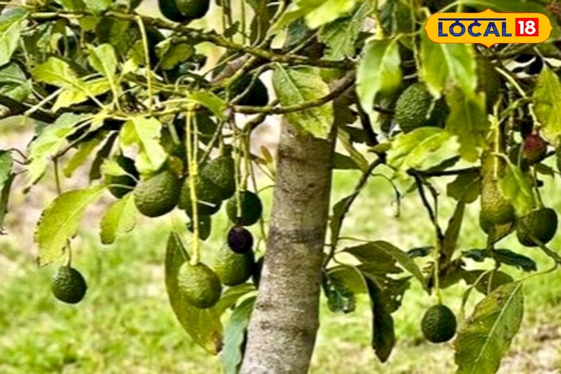 आगे कहा कि इसकी समय-समय पर पौधे में जैविक खाद डालते रहें. सूखी पत्तियों को हटाएं और गमले की मिट्टी को ढीला करें. कीड़े लगने पर नीम का घोल छिड़क सकते हैं. सही देखभाल करने पर एवोकाडो का पौधा कई साल तक फल देता रहता है और घर की शोभा भी बढ़ाता है. 