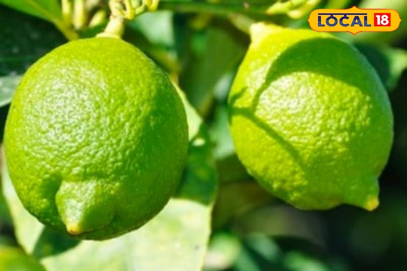 মোরাদাবাদ খবর, হিন্দি খবর, আপ খবর, স্থানীয় খবর, মোরাদাবাদ খবর, হিন্দি খবর, ইউপি খবর, স্থানীয় খবর।