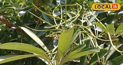 सप्तपर्णी के फायदे 