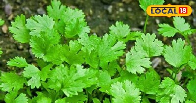 इन 2 फसलों की खेती से आपको मिलेगा अच्छा मुनाफा 