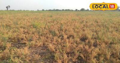 खराब चने की फसल किसानों की