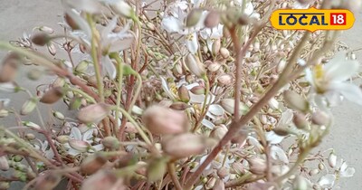 ड्रमस्टिक (सहजन) फूल कचरी 