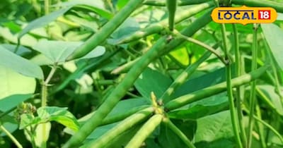 सहफसली खेती के फायदे 