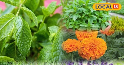 लैवेंडर