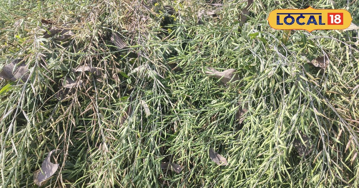 बीज उत्पादन मॉडल अपनाकर किसान हुआ मालामाल, बाजार से ₹20 अधिक कमाई