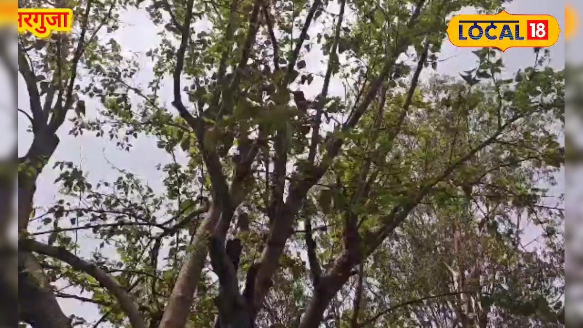 पेड़ से तोड़ो, मसालों में पकाओ! जानिए सरगुजिया स्टाइल शहतूत की देसी रेसिपी