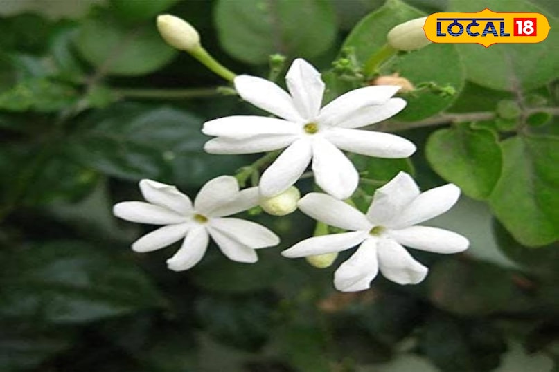 गार्डेनिंग टिप्स 